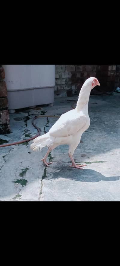 pore hera achi quality ages k liye tiyr ha