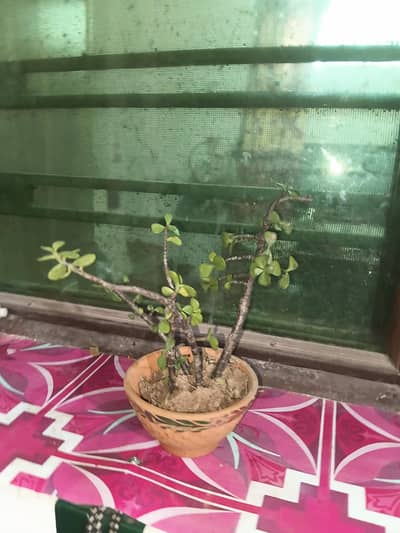 small gamla with plants