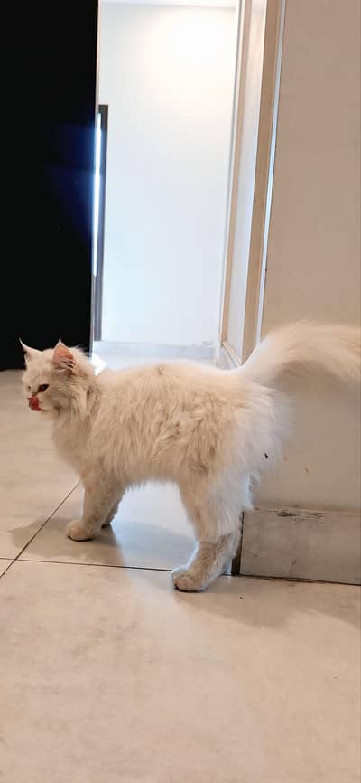 Beautiful White Persian Cat for Sale – Healthy & Fluffy