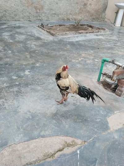 Aseel breeder for sale