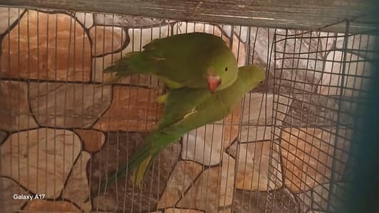 Ringneck Parrot Male and Female