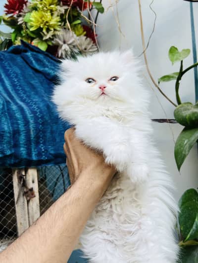 Persian kitten femle