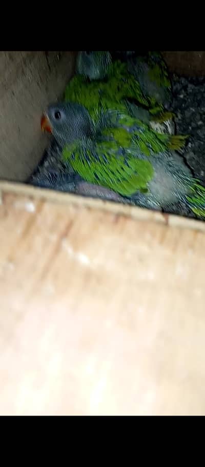 Green  ring nack chicks