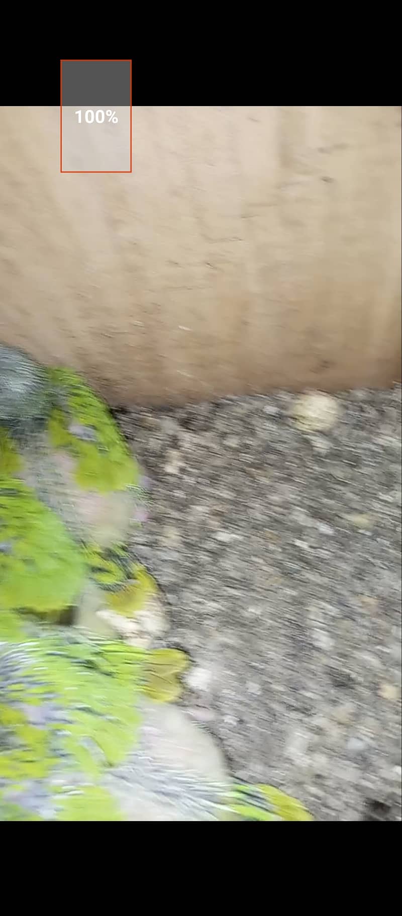 Green  ring nack chicks 1