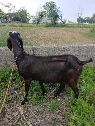 desi bakri for sale
