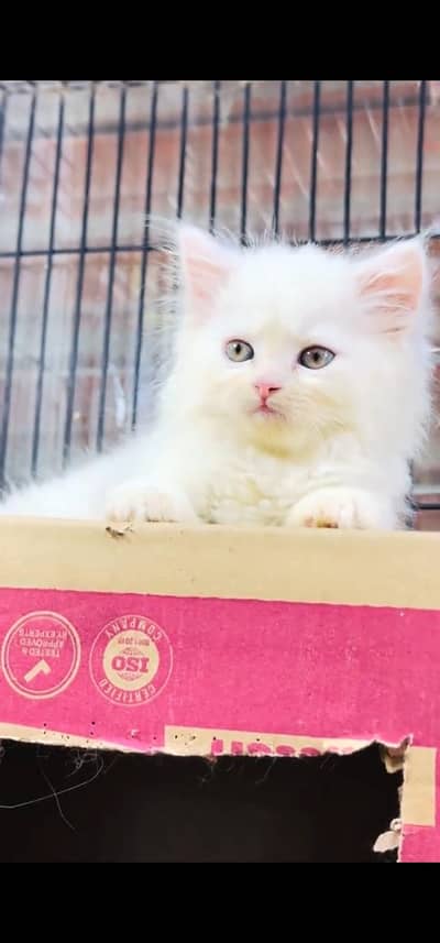 Quality Persian Punch face cat & kitten is 03233614642 WhatsApp