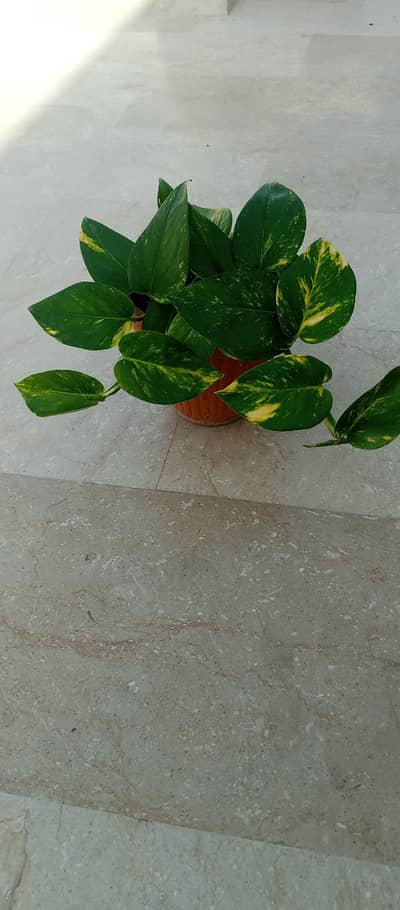 healthy and fresh money plants