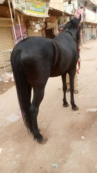 Desi horse