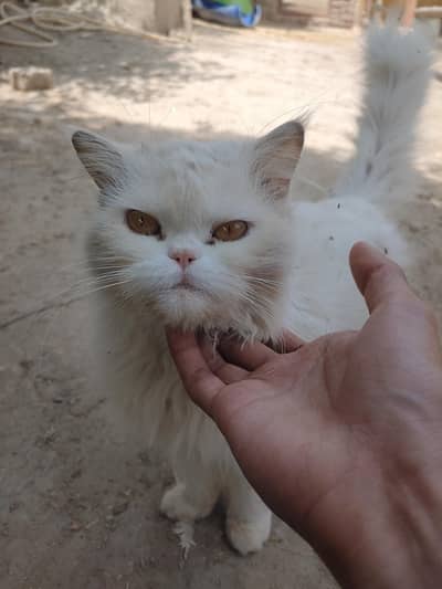 persian orange eyes cat