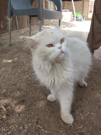 persian orange eyes cat