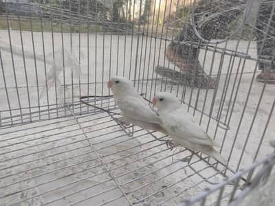 love birds pair albino