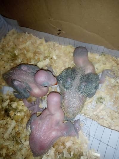 Green Ringneck 3 chick