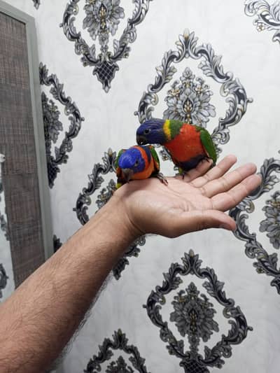 Red collar and swinson lorry and macaw chicks