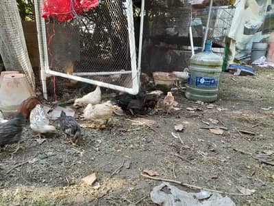 Misri Pure Organic 2 months Golden misri available