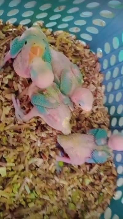 Green parrot pair with 4 chiks