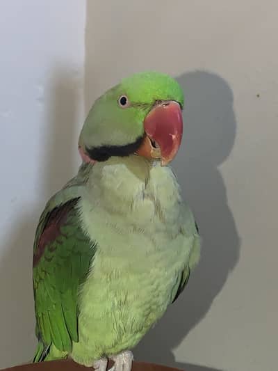 Ringneck parrot 0318~0979-613 whatsapp