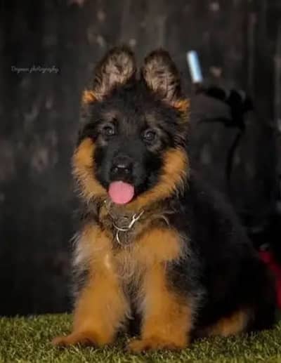 German Shepherd