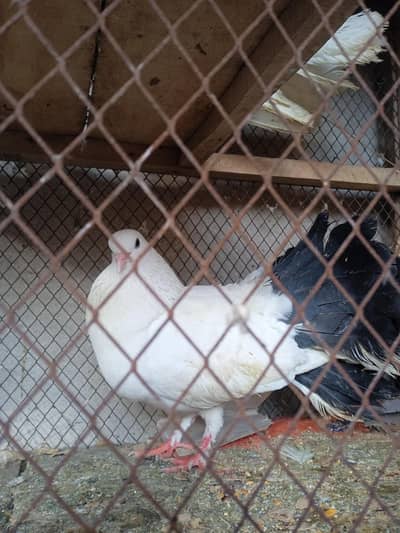 laki kabutar H 3 ek ful white hai 2 white hai or back and white h