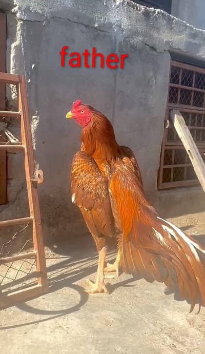 quality Wala male han 3300 ka aik ha 0317.968. 2115