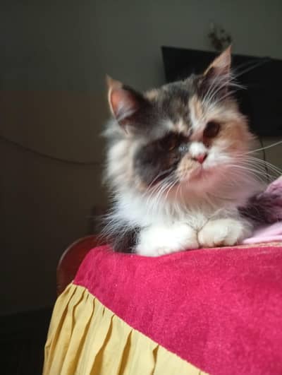 Persian Cat Triple Coat