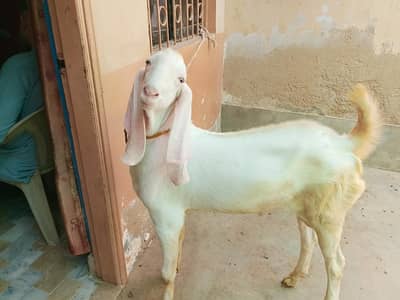 Gulabi Bakra (mix breed)