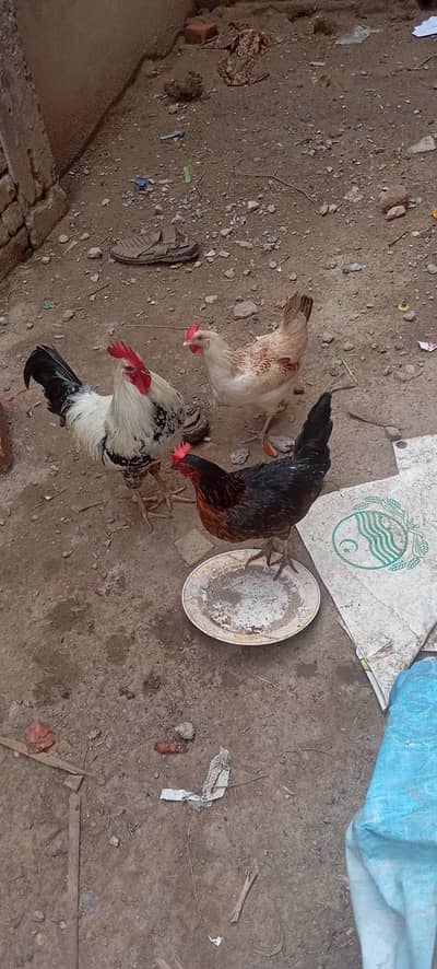 2 murigya aur aik murgha for sale ha  murgia anda da rahi ha