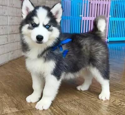 Siberian Husky dog whatsApp number 03468556940