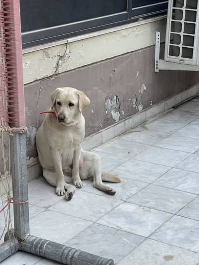 Labrador and Russian dog
