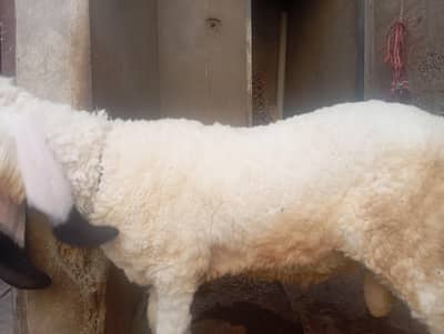 kajla dumba 5 nishan Pura healthy and mota taza Karachi mei. .