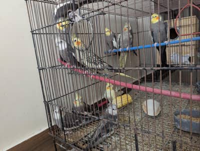 cocktail 6 breeding pairs