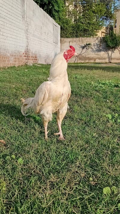 urgent for sale 03489909843