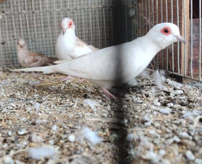 RED PIED WITH CHICKS 0324-7029776
