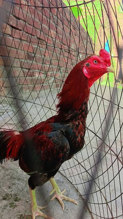 ASEEL MIANWALI LAKHA