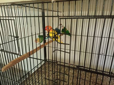 Phone number 03147369775 Full healthy active birds