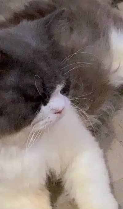 persian,ragdoll males for stud/mating/cross