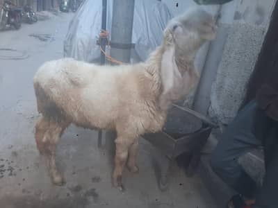 original  kajla  female