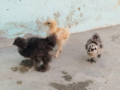 Black silikie,blue silkie and golden buff cochin a++ quality 1 month