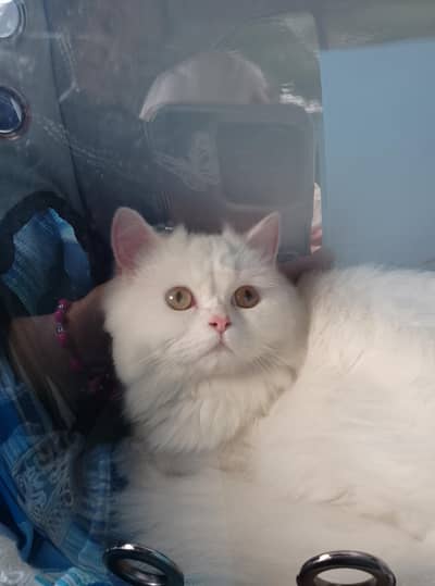 triple coat Persian ,punched face,trained. with travel bag