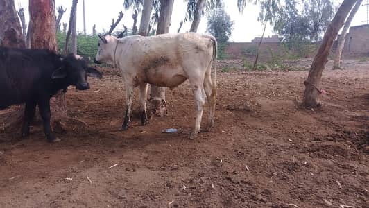 aik vacha aor aik katti for sale