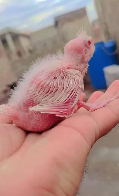 Common white, Eino Cocktail Red Eye Baby for Handtame