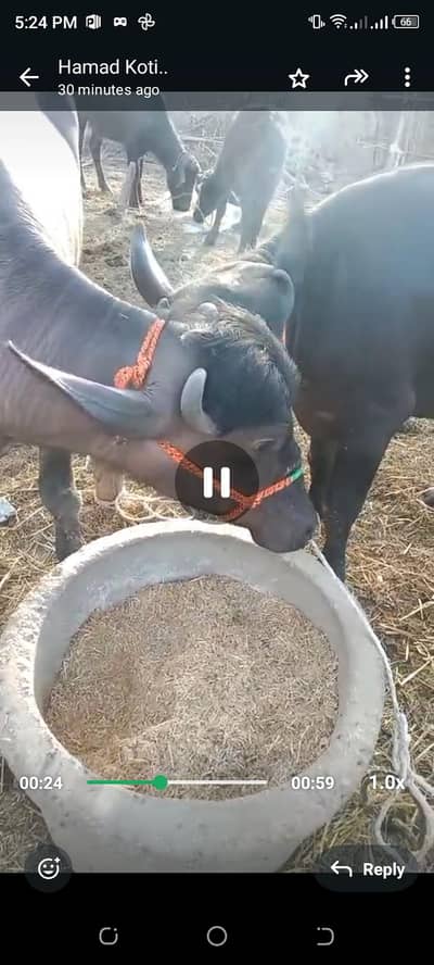 Bhens Ki 2 Katyan Mada for sale