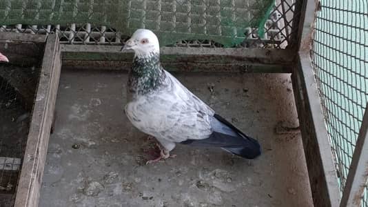 Pigeon for sale