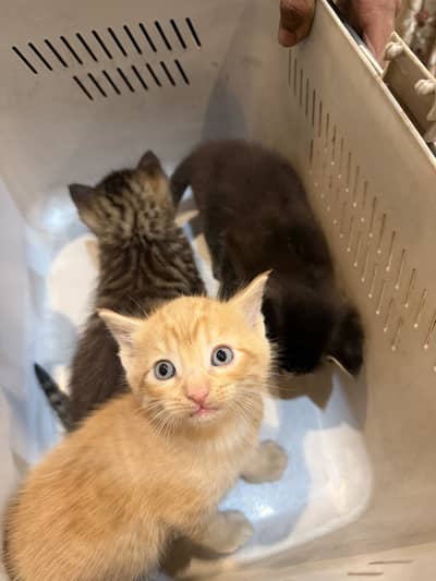 Persian and American Grey and Black Kittens
