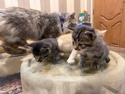 Persian and American Grey and Black Kittens (Final)