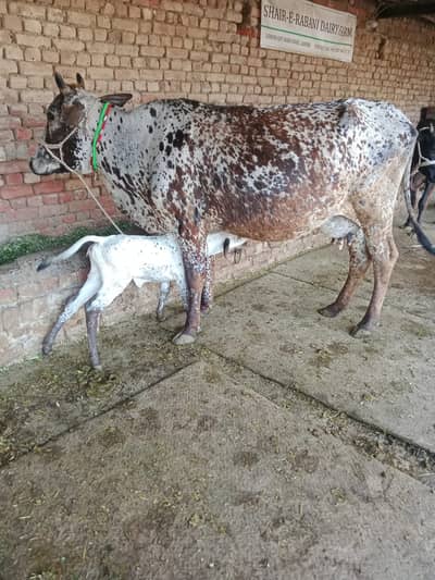 friesian cholistani cross cow | | Cow | گائے | bachra | friesian cow