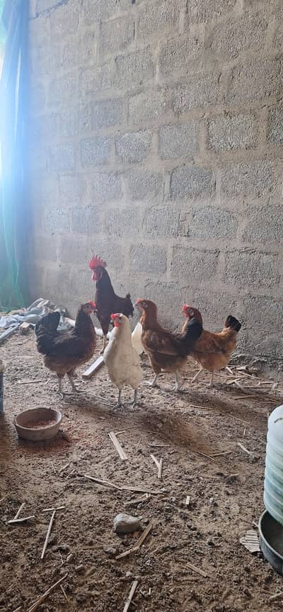Egg laying Hen setup For Sale