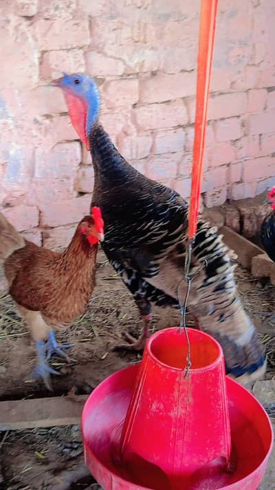 Turkey  black female available