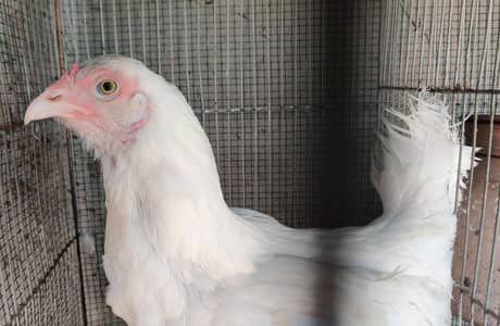 ZERO SIZE HEERA FEMALE 0324-7029776