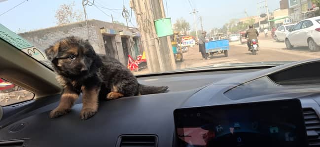 Pair . 40 days se 1 year ki pics attached hain pair ki age 1 year he.