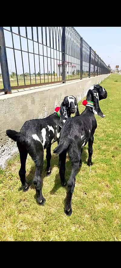 ambarsari beetle female 2